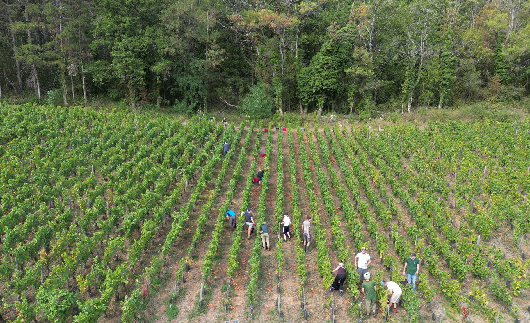 Burgundy 2024 - a challenging season, promising wines