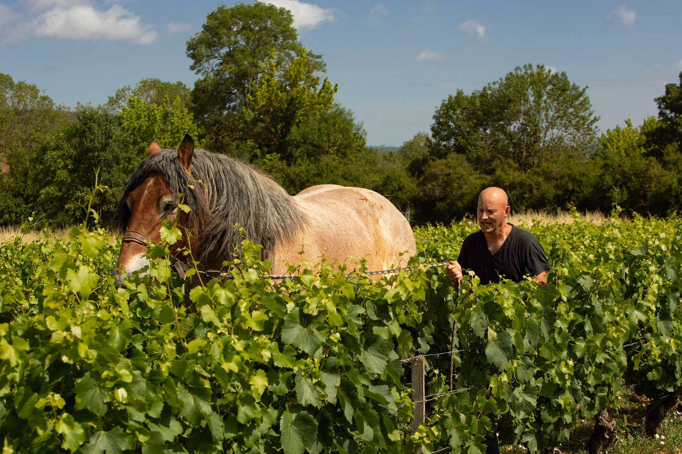 Burgundy 2022 vs 2023 - two sunny vintages, two different expressions