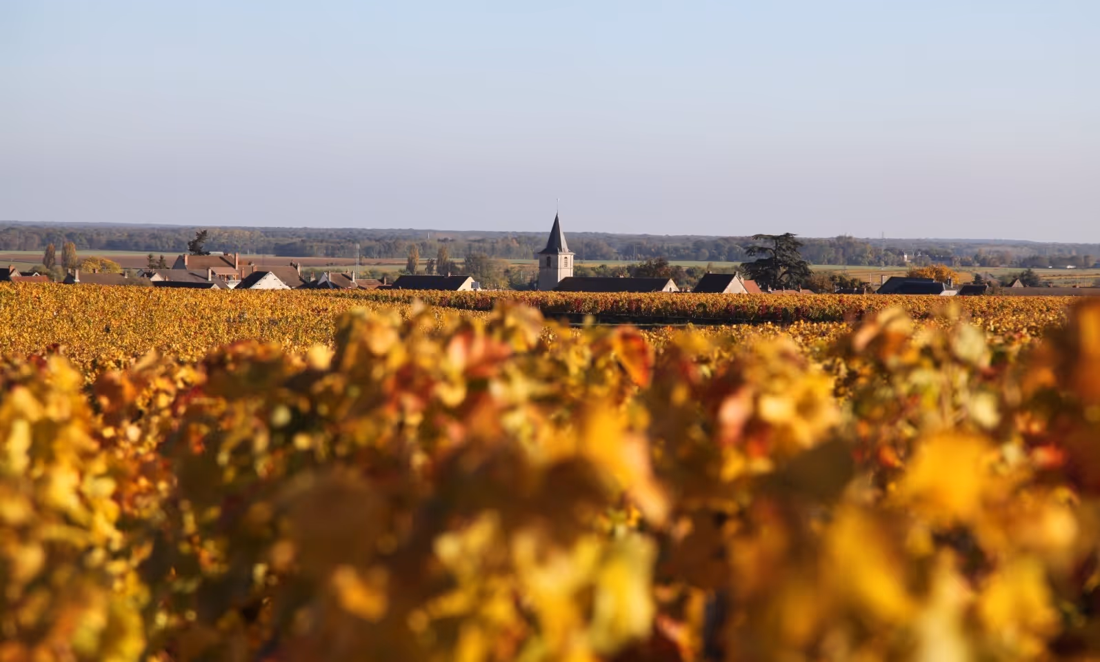 Domaine Gérard Mugneret from Vosne-Romanée