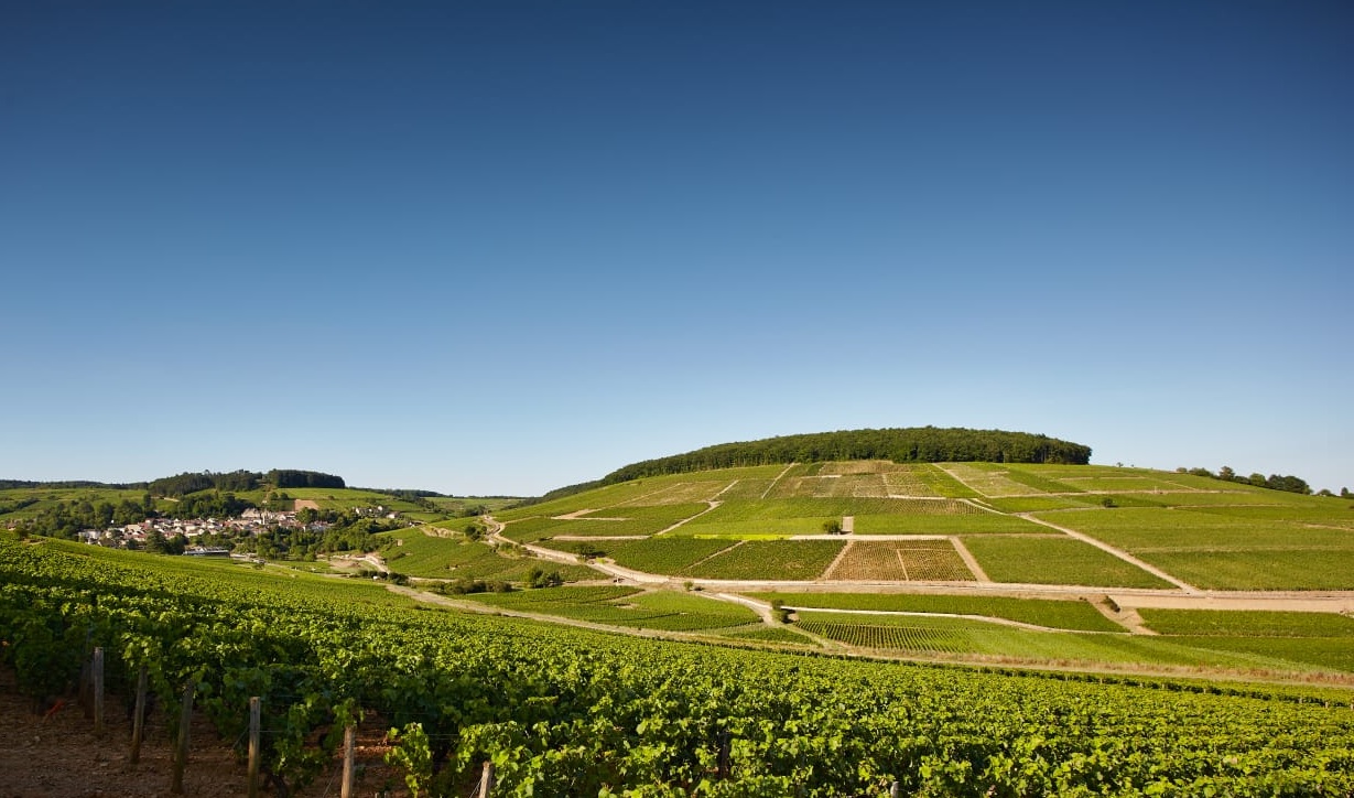 Corton-Charlemagne Tasting