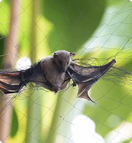 bat removal houston