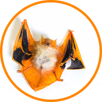 bat removal services
