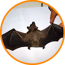 bat control services