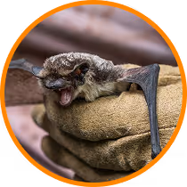 bat elimination services