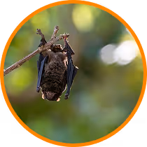 bat exterminator