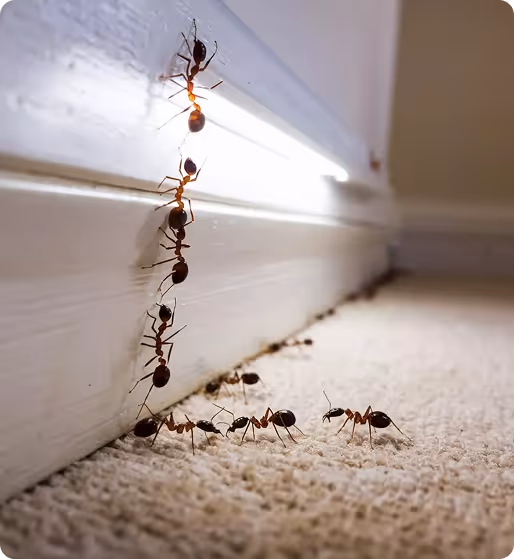 ant control houston