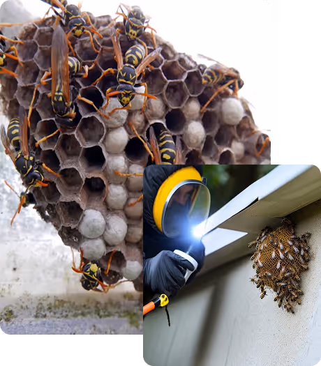 wasp removal houston