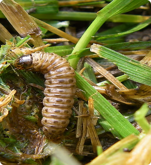 sod webworm control houston