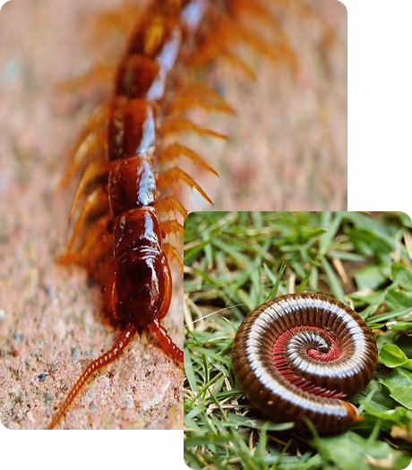millipedes pest control
