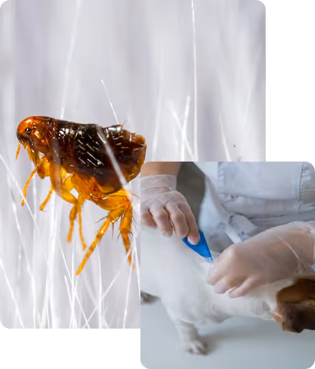 flea and tick control services