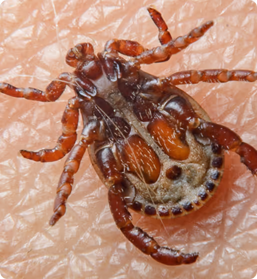 flea pest control houston