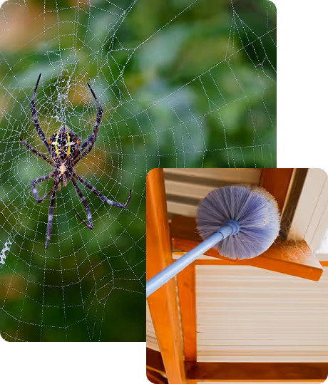 spider control houston