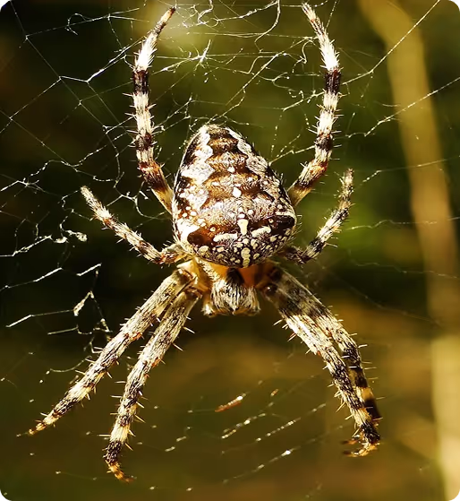 spider control houston tx