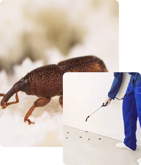 pantry pest control