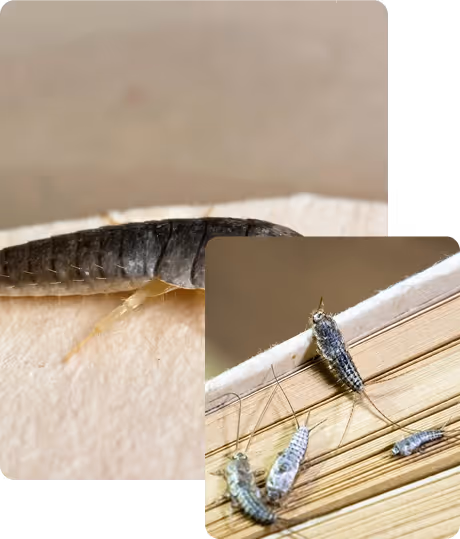 silverfish extermination