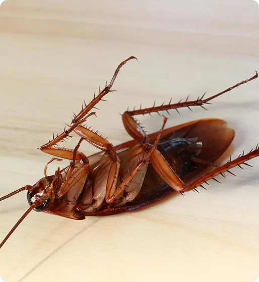 cockroach exterminator houston