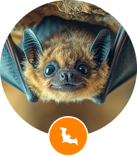 Bat