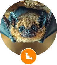 Bat