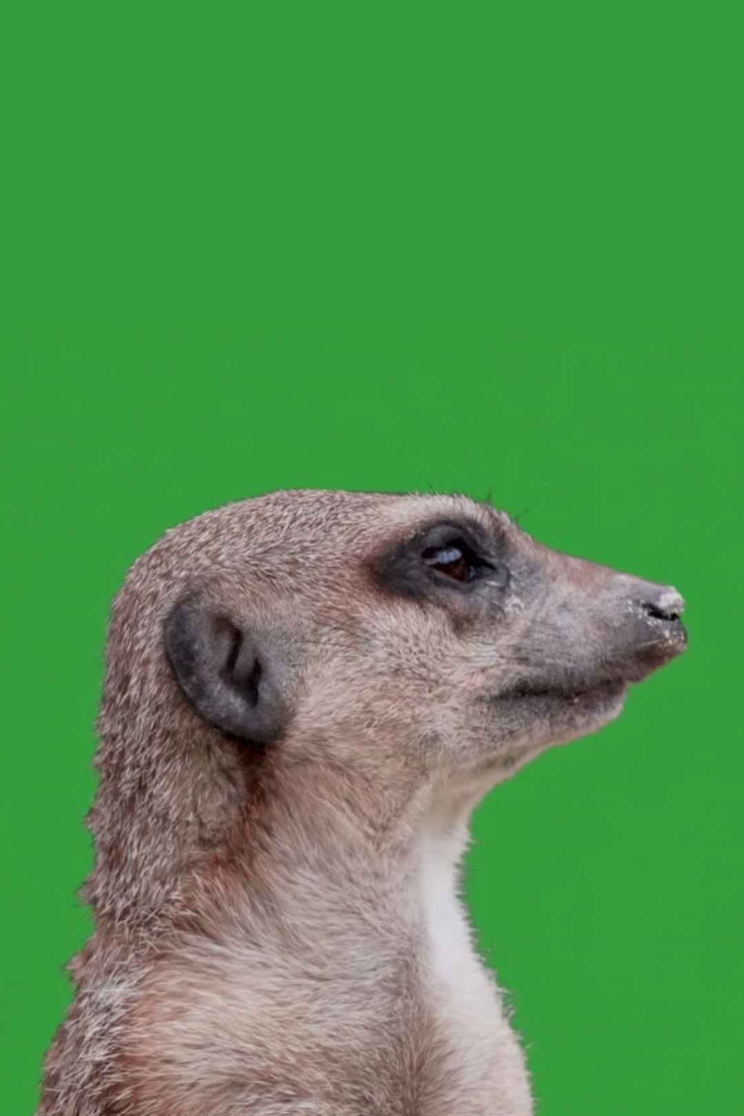Free Green Screen Curious Baby Lemur