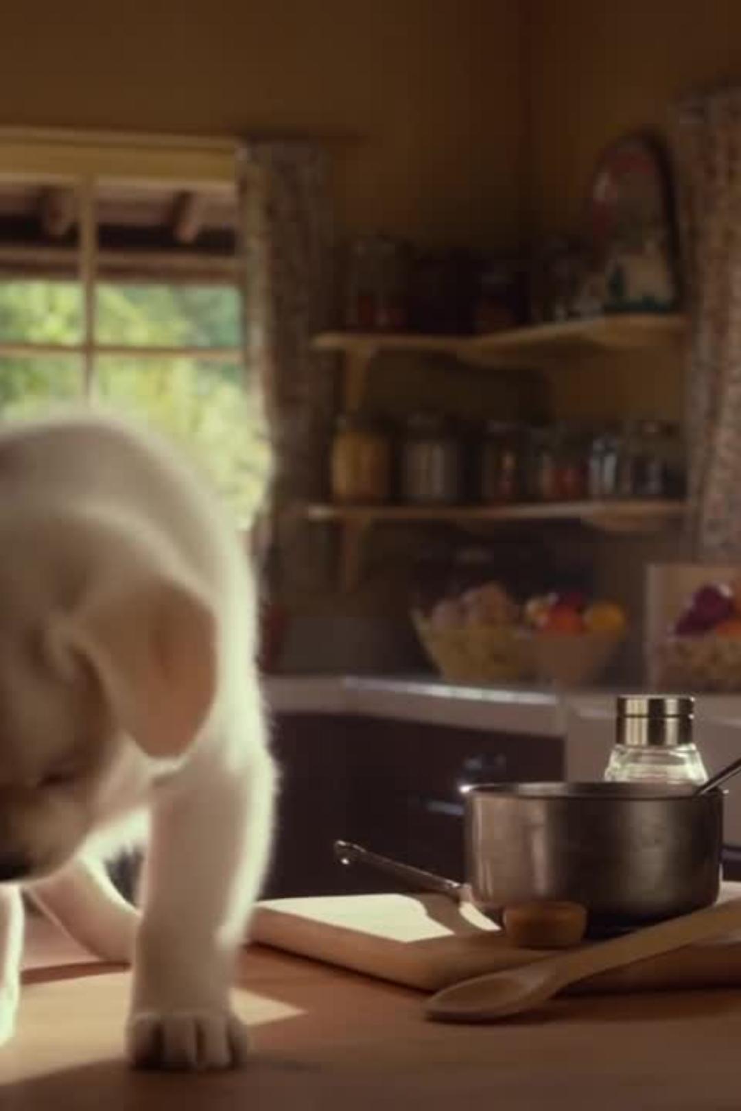 Cozy Country Kitchen Puppy Free Stock Video
