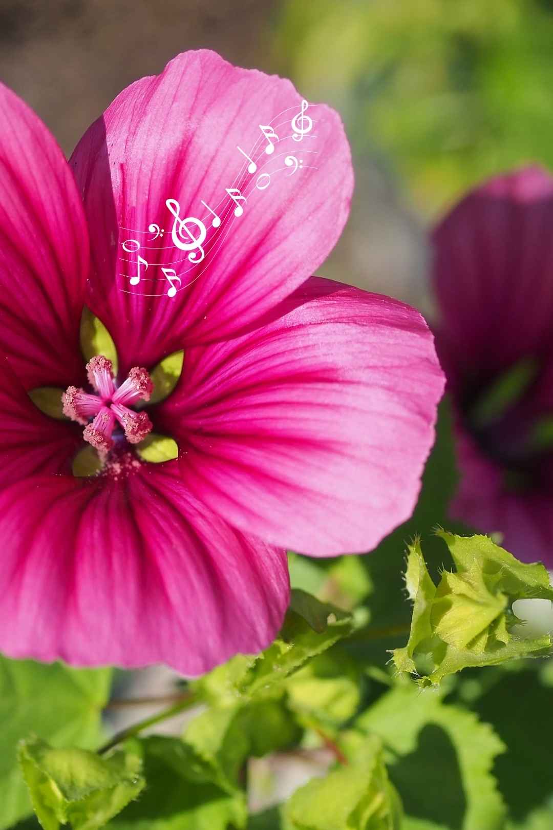 Bloom Premium Music Track