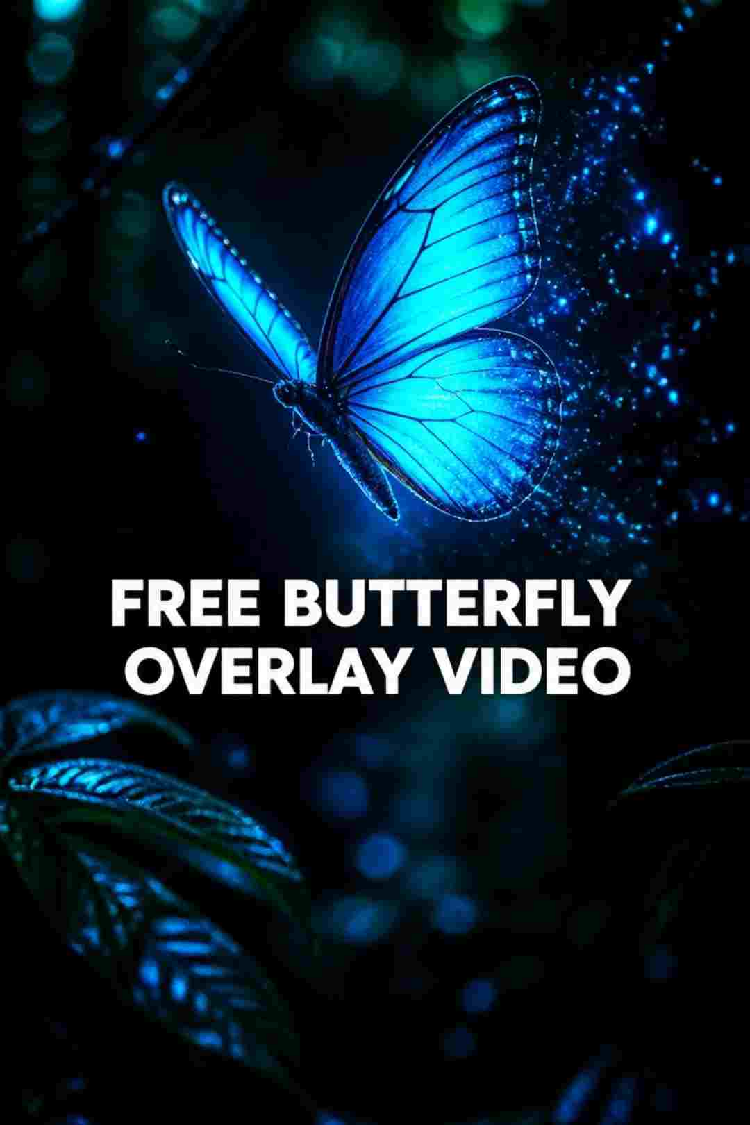 Download Free After Effects Templates at FreeVisuals