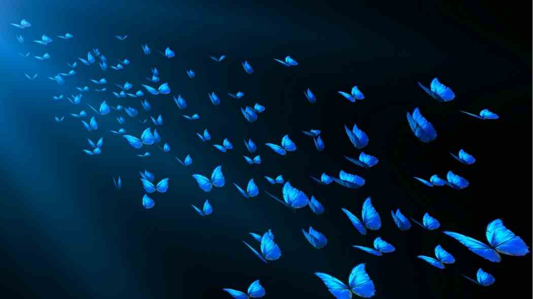Butterfly Overlay Videos At Envato