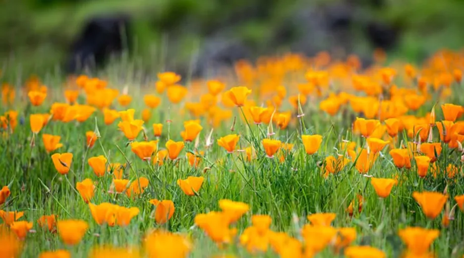 Newsletter - April 2023 A