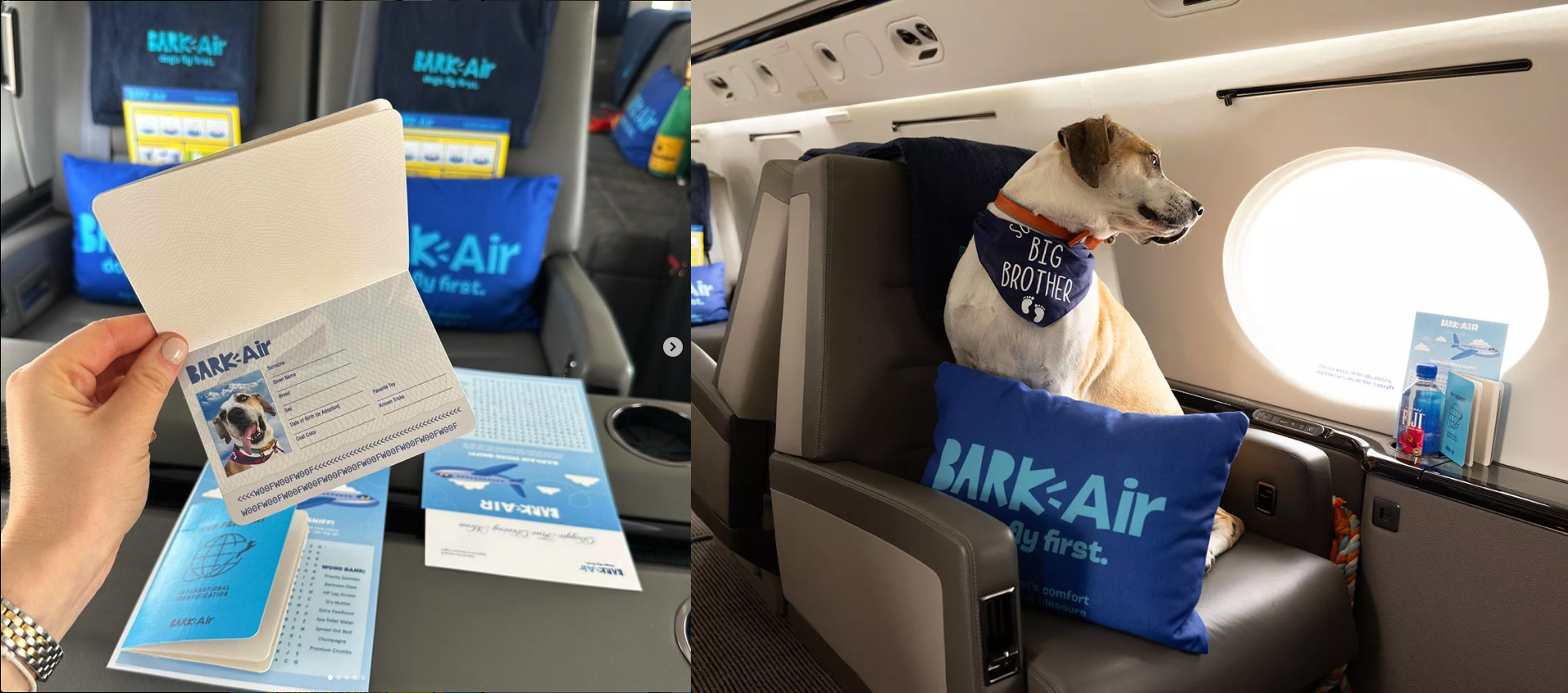 Aperçu de l'intérieur d'un avion Bark Air
