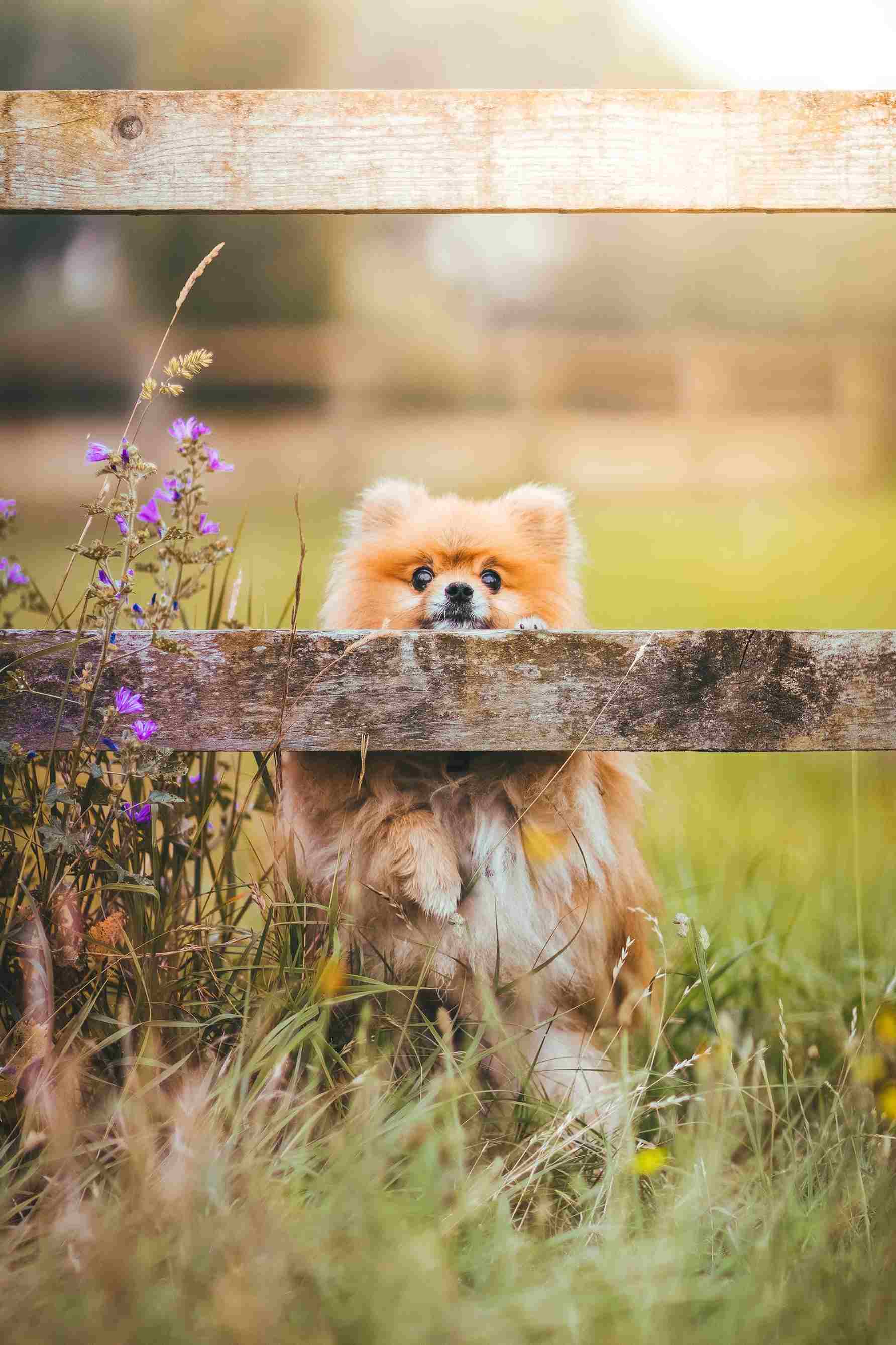 Pet Food Delivery: Key Logistics Specs for Excellence