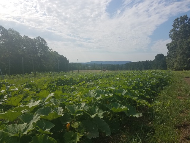 Rivenwood Gardens field