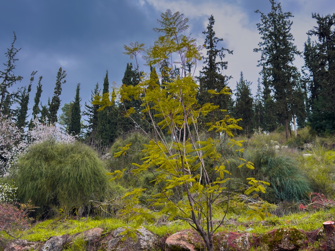 Winter, Jerusalem Mountains, Judean Hills forest
