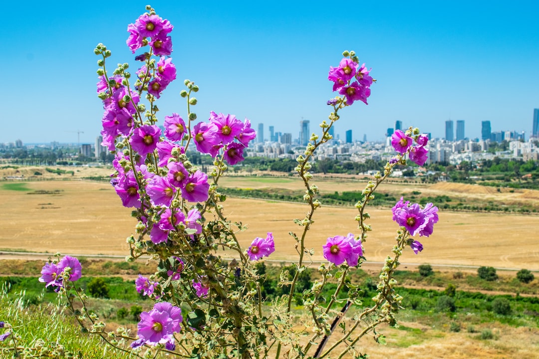 Purple flowers of a brown field and buildings background 