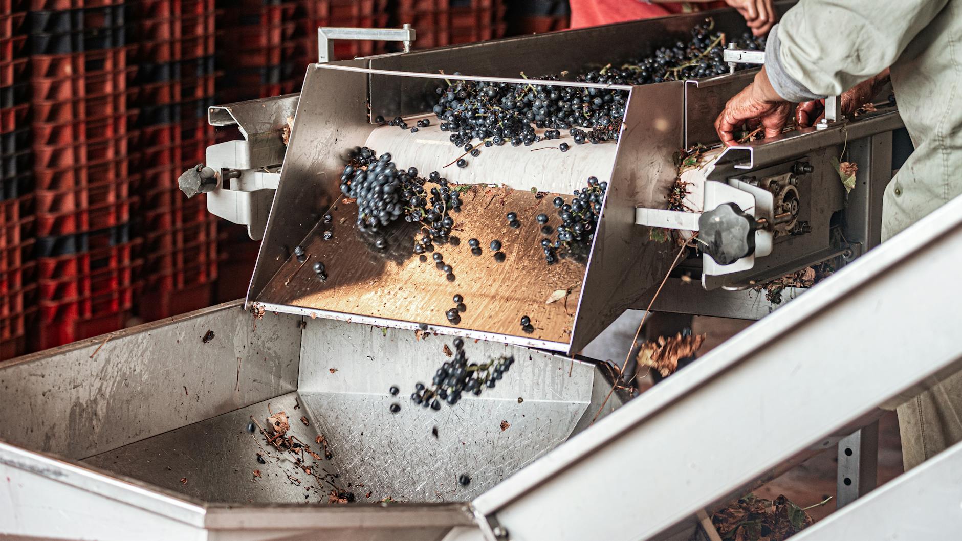 Close-up of grapes being processed in a wine production facility, with hands at work.