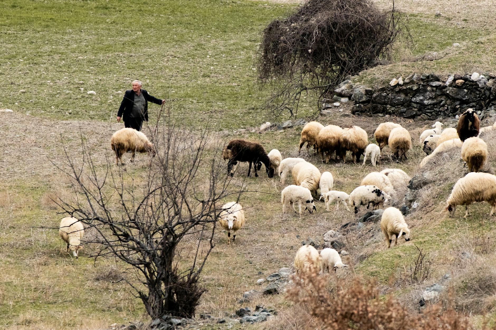 Shepherd guiding a flock of sheep in a peaceful rural meadow landscape.