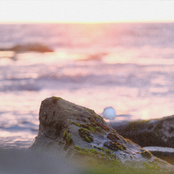 Close-up of moss-covered rock at the seashore with soft pink light reflecting on the water at sunset.