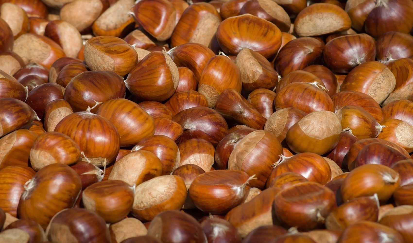castagne benefici e valori nutrizionali castagne proprietà castagno frutti frutto guscio composizione castanea fibre tabelle semi vapore energia famiglia benefici fagaceae stanchezza tradizione carboidrati complessi valori amido mangiare le castagne calorie autunno fonte di energia dolci ingrediente carboidrati farina di castagne nutrizionali delle castagne simboli specie alberi stress acido glutammico forma genere proteine appennini europa riccio contenuto uno gruppo b attività cotte attenzione gusto e l italia alimento fibra pianta valore dieta consistenza pane castagna tipo varietà vitamine fonte nutrienti zuccheri marroni articolo sapore ricetta interno italiana colore potassio farina seconda cura stagione utilizzo marrone origine secoli