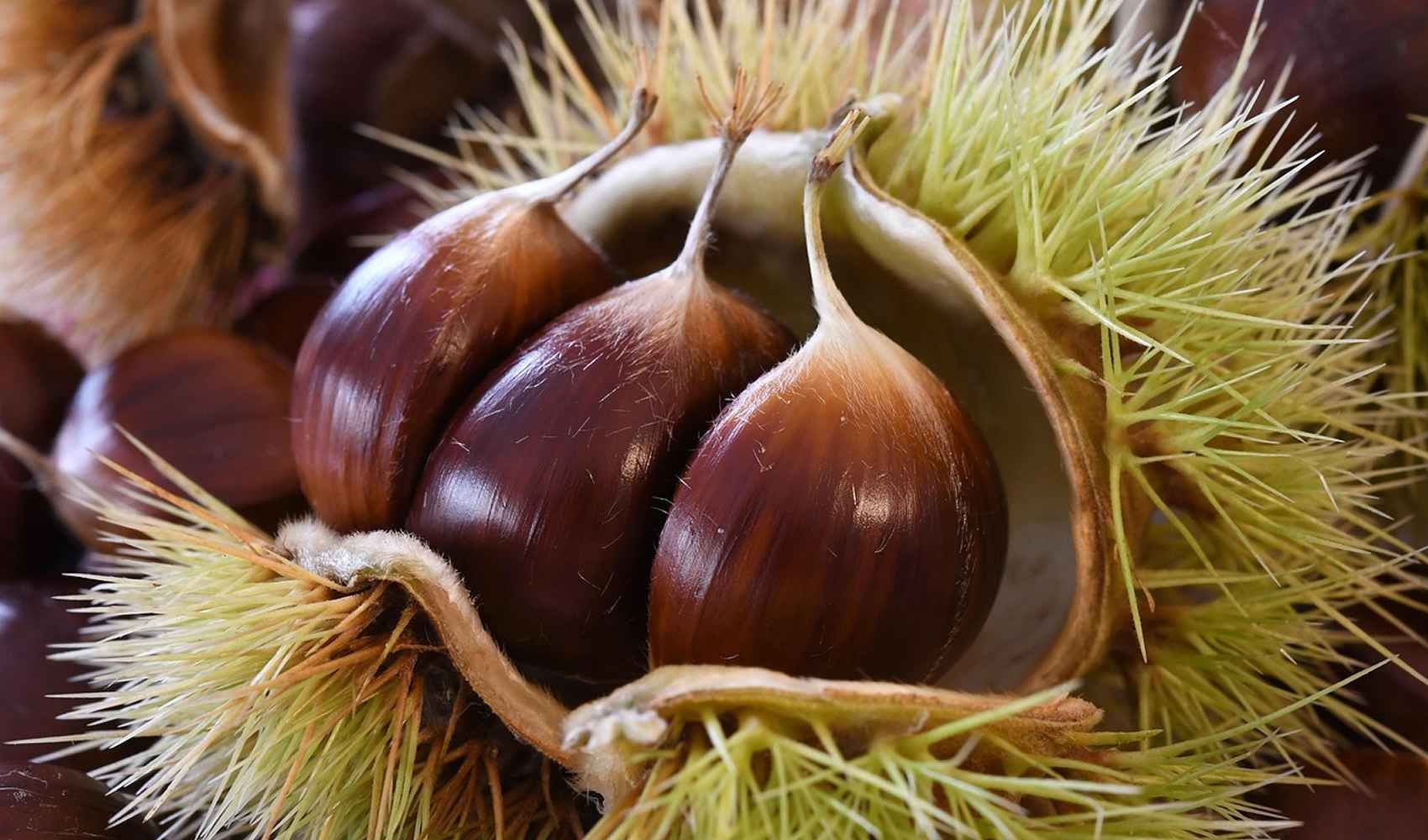 castagne benefici e valori nutrizionali castagne proprietà castagno frutti frutto guscio composizione castanea fibre tabelle semi vapore energia famiglia benefici fagaceae stanchezza tradizione carboidrati complessi valori amido mangiare le castagne calorie autunno fonte di energia dolci ingrediente carboidrati farina di castagne nutrizionali delle castagne simboli specie alberi stress acido glutammico forma genere proteine appennini europa riccio contenuto uno gruppo b attività cotte attenzione gusto e l italia alimento fibra pianta valore dieta consistenza pane castagna tipo varietà vitamine fonte nutrienti zuccheri marroni articolo sapore ricetta interno italiana colore potassio farina seconda cura stagione utilizzo marrone origine secoli