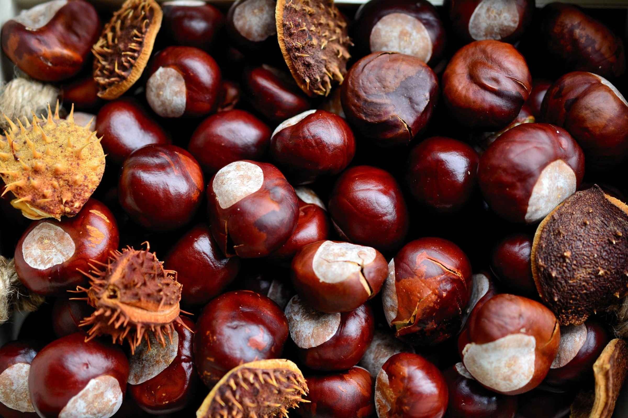 castagne benefici e valori nutrizionali castagne proprietà castagno frutti frutto guscio composizione castanea fibre tabelle semi vapore energia famiglia benefici fagaceae stanchezza tradizione carboidrati complessi valori amido mangiare le castagne calorie autunno fonte di energia dolci ingrediente carboidrati farina di castagne nutrizionali delle castagne simboli specie alberi stress acido glutammico forma genere proteine appennini europa riccio contenuto uno gruppo b attività cotte attenzione gusto e l italia alimento fibra pianta valore dieta consistenza pane castagna tipo varietà vitamine fonte nutrienti zuccheri marroni articolo sapore ricetta interno italiana colore potassio farina seconda cura stagione utilizzo marrone origine secoli