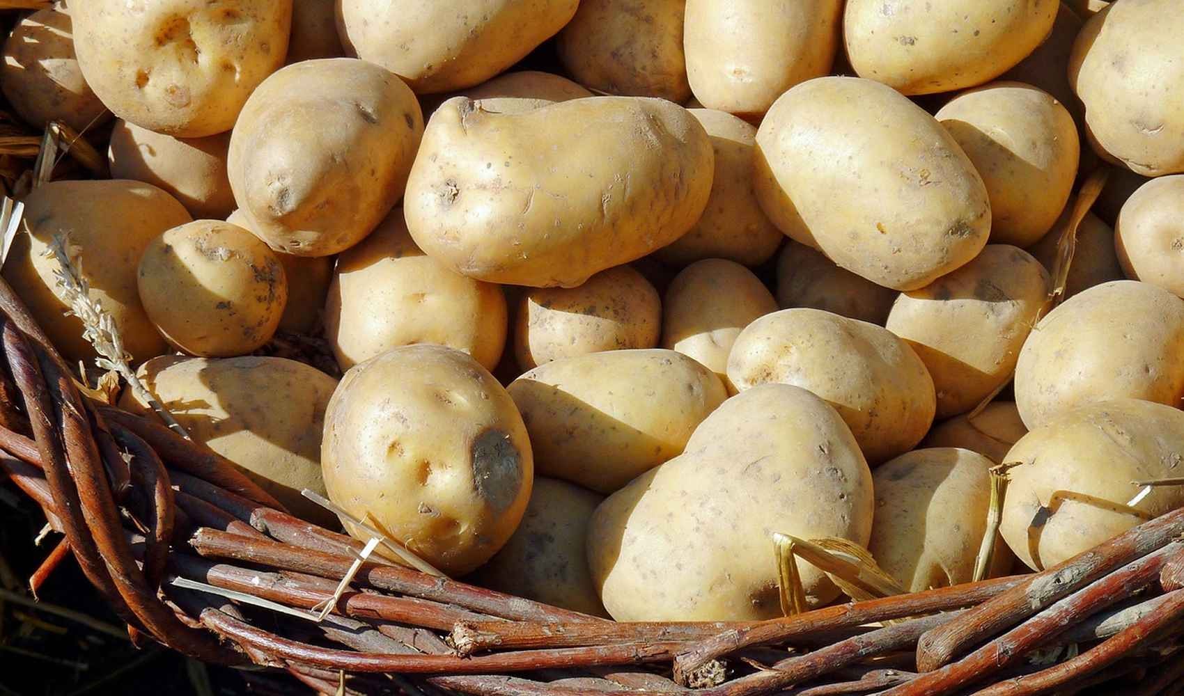 patate e fibre valori nutrizionali e calorie patate punto di vista patata solanum tuberosum secondo piatto vitamina c 100 g valori carboidrati famiglia nutrizione umana calorie proteine vitamina a alimento contorno ricette verdure grassi tubero metodo cucina vitamina b6 cereali ortaggi composizione acido folico proprietà tuberi cottura amido benefici indice pasta zuccheri uno persone valore contorni fonte caratteristiche alimentazione posto fibre sistema immunitario apporto cotture voce riso preparazioni pane crocchette lipidi purè selenio alimenti temperature energia potassio frittura vitamine quantità pianta contenuto profilo alternativa tipo descrizione parte particolare organismo solanina modo attività caso insalate italia consumo buccia piano