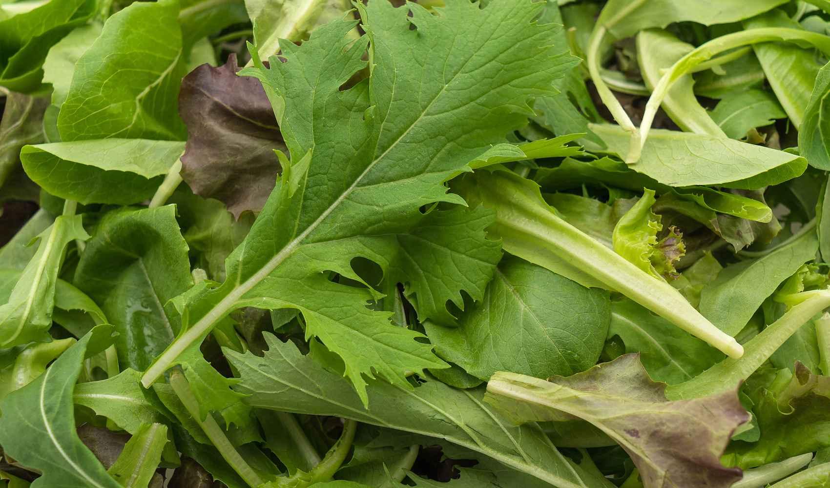 rucola un super alimento ricco di vitamine sistema immunitario rucola vitamine eruca sativa vitamina c vitamina a diplotaxis tenuifolia vitamine e minerali proprietà organismo salute vitamina k vitamina b9 benefici acido folico punto di vista funzioni funzionamento minerali quantità vitamina d famiglia sapore elementi processi grassi pressione benessere corpo calcio vitamina b12 valori controindicazioni proteine ossa magnesio micronutrienti vita zinco consistenza cucina acqua effetti ferro acido pantotenico dieta rame pianta antiossidanti iodio verdura crucifere selenio sostanze funzione digestione sali minerali attività apporto eruca gusto roma grado modo vitamina presenza esempio mantenimento caratteristiche brassicaceae foglia caso enzimi carenza energia problemi contenuto isotiocianato produzione stagione