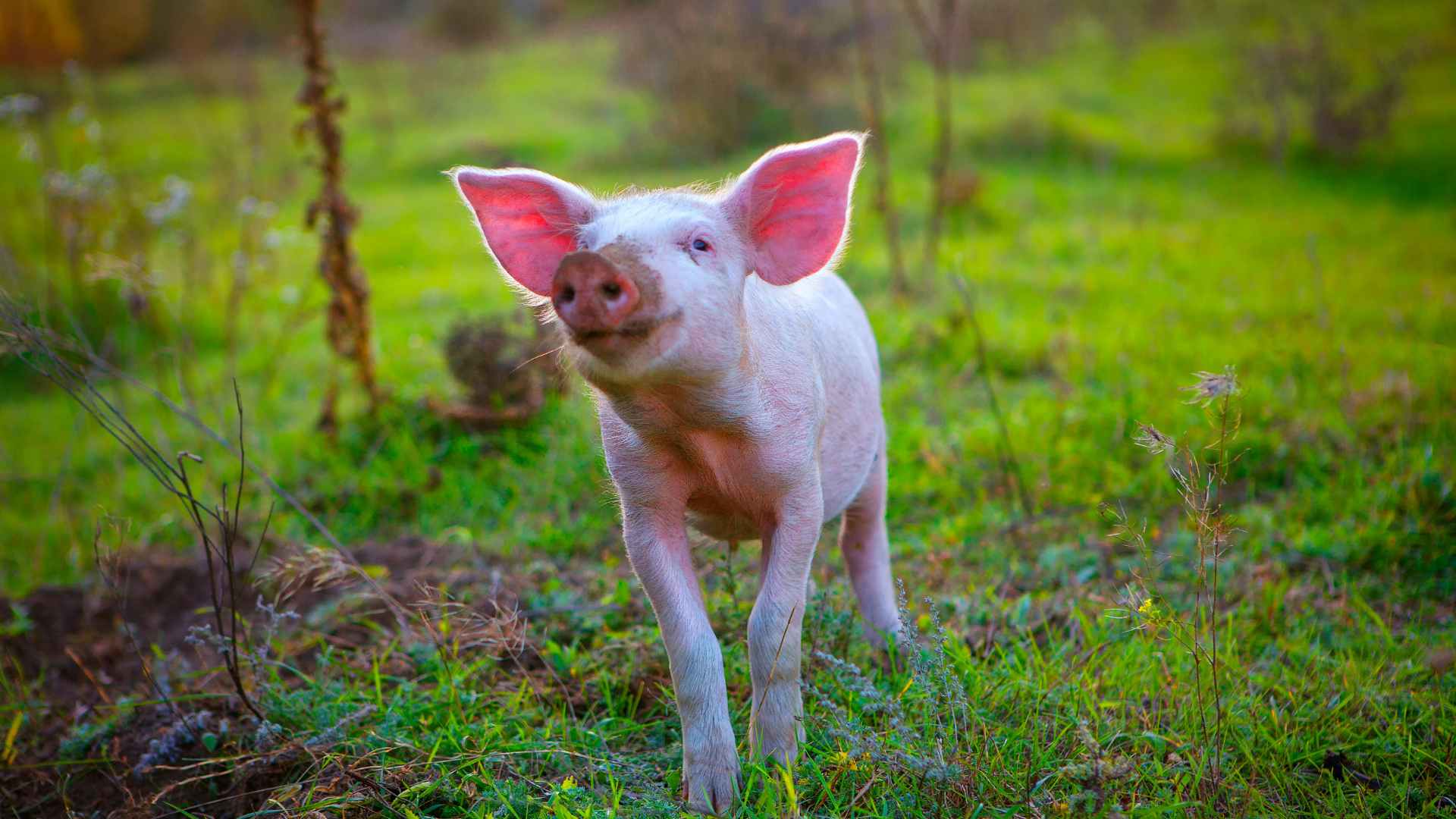 Ein glückliches Schweineferkel.
