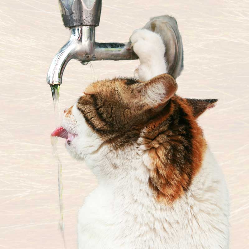 Katze trinkt aus einem Wasserhahn.