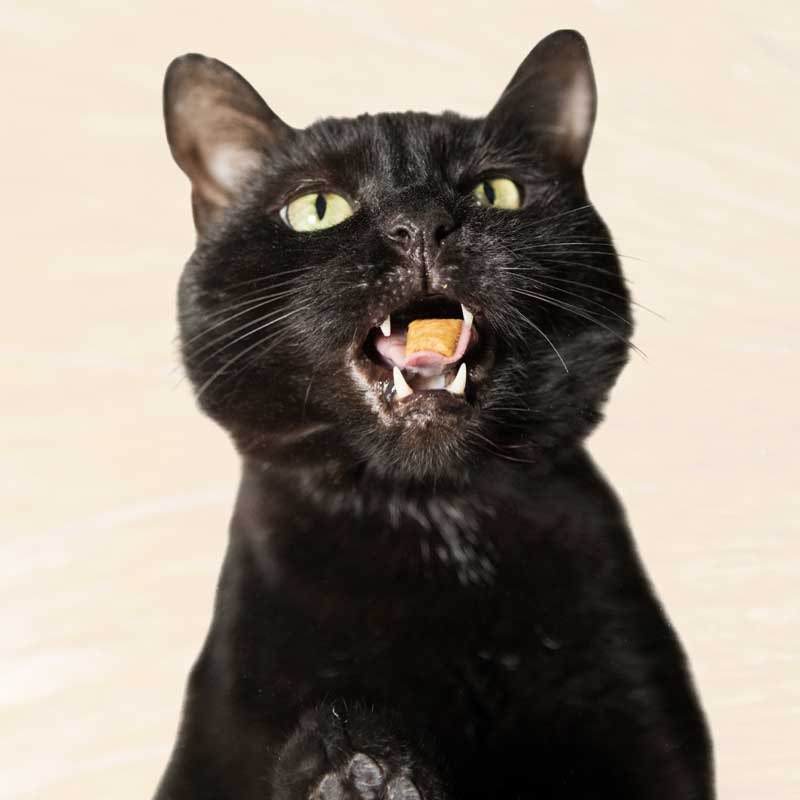 Schwarze Katze mit Leckerli im Maul.