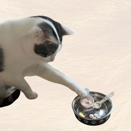 Katze mit Futternapf. Messlöffel und Tabletten liegen im Napf.