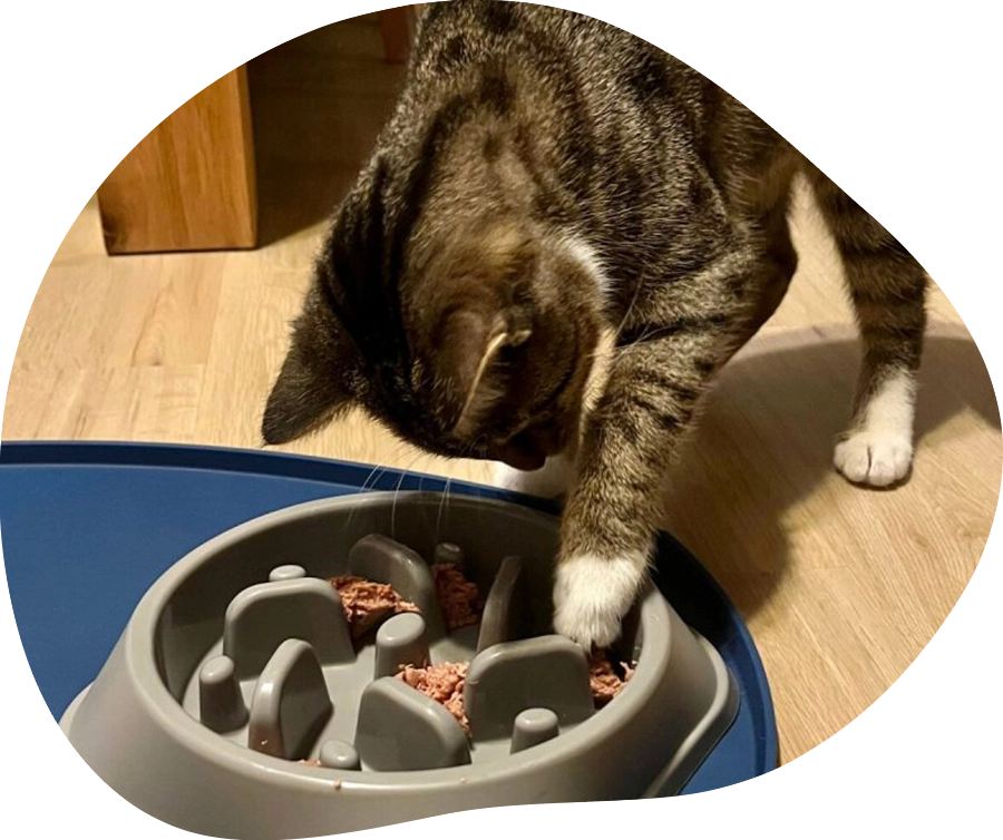 Getigerte Katze mit Futterspielzeug.