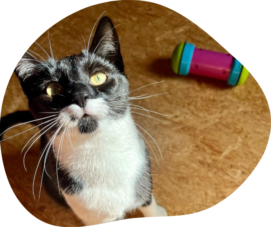 Schwarz-weiße Katze mit Pipolino.