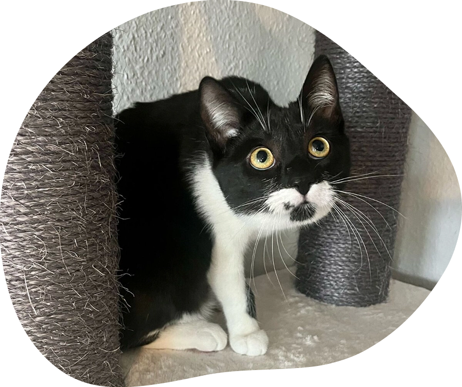 Neugierige schwarz-weiße Katze auf ihrem Kratzbaum.