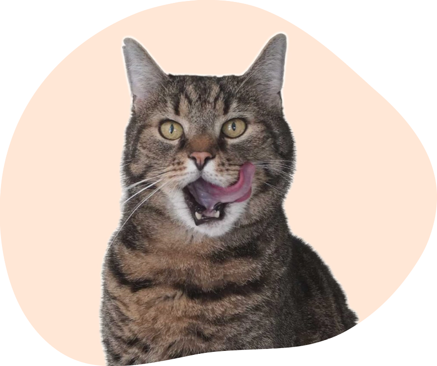 Getigerte Katze leckt sich genüsslich das Maul ab.