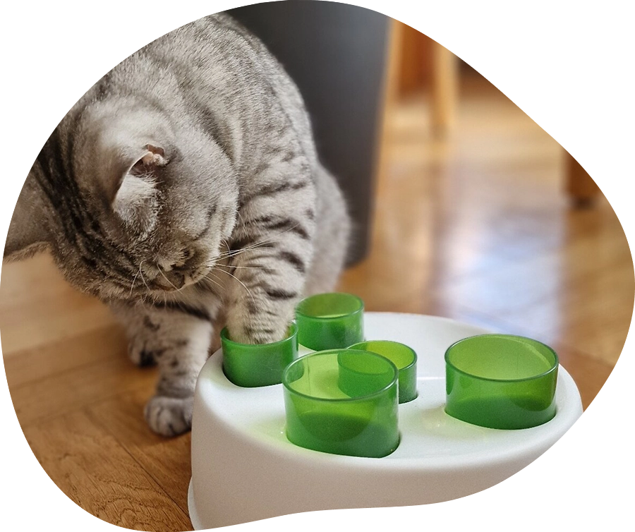 Katze Milla mit Futterspielzeug.